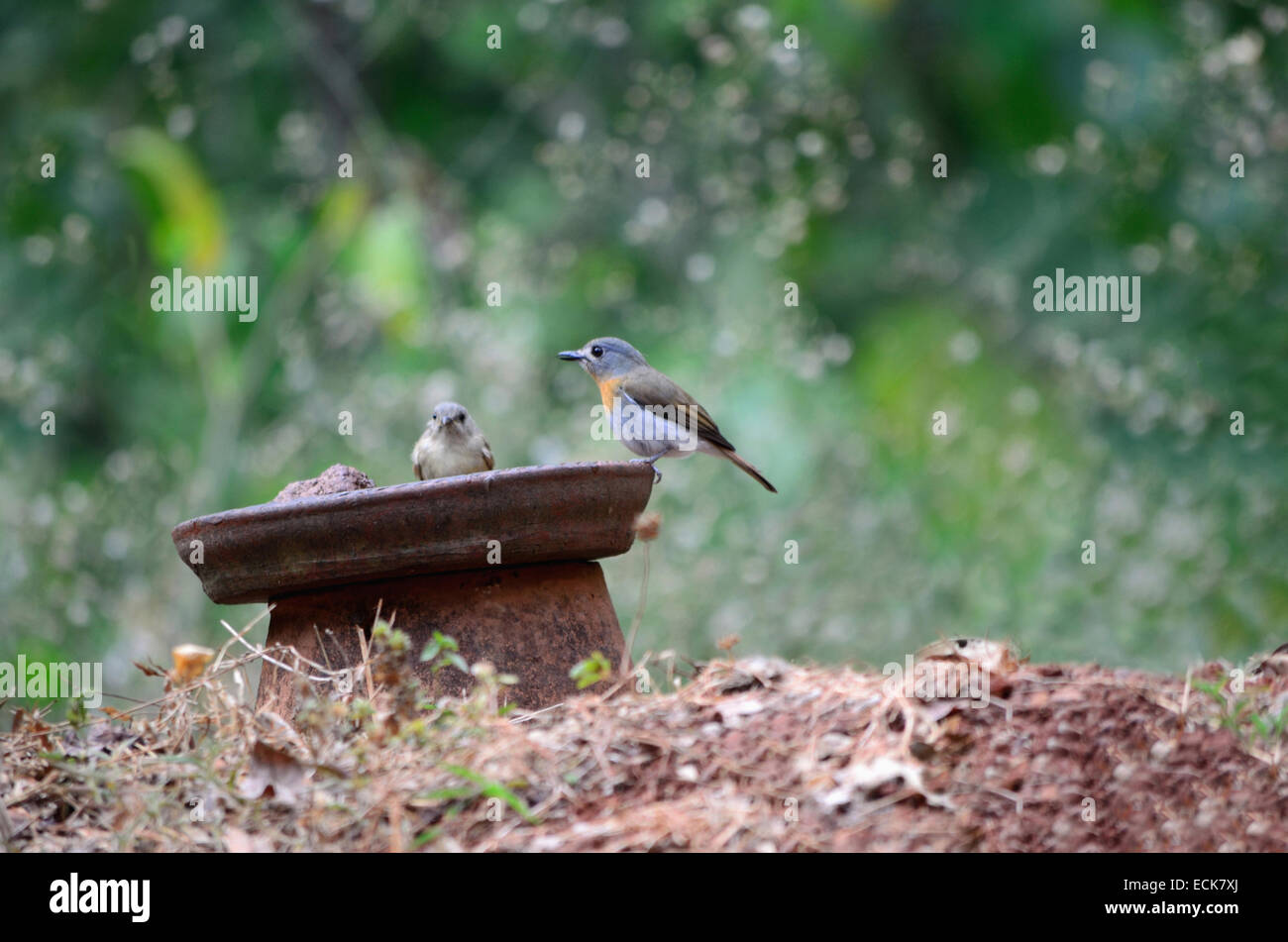 Indian robin (Saxicoloides fulicatus), Maharashtra, India. Stock Photo