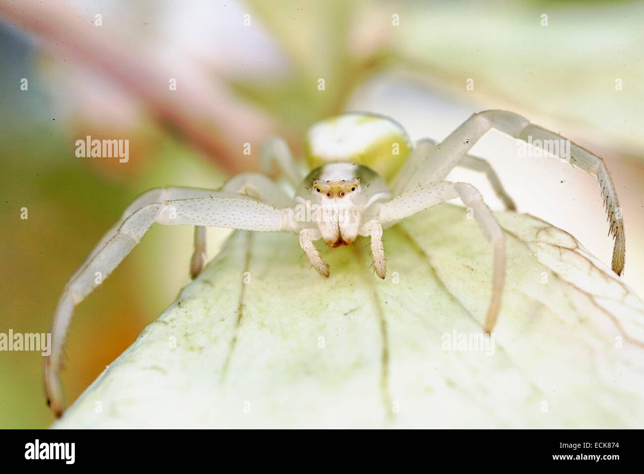 France, Araneae, Thomisidae, Goldenrod crab spider or Flower crab spider (Misumena vatia), white form Stock Photo