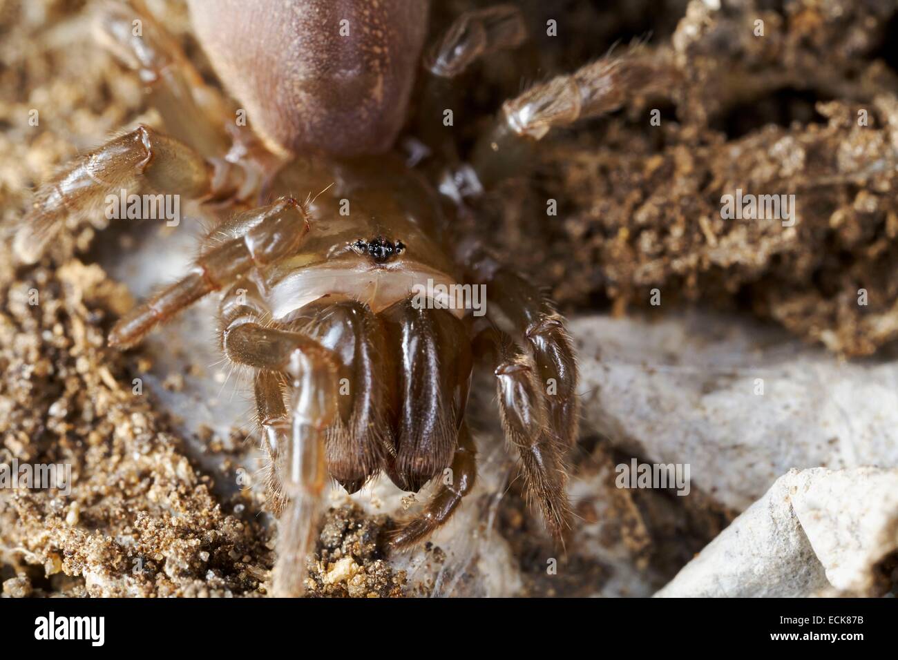 France, Araneae, Mygalomorphae, Atypidae, Purse-Web Spider (Atypus affinis) Stock Photo