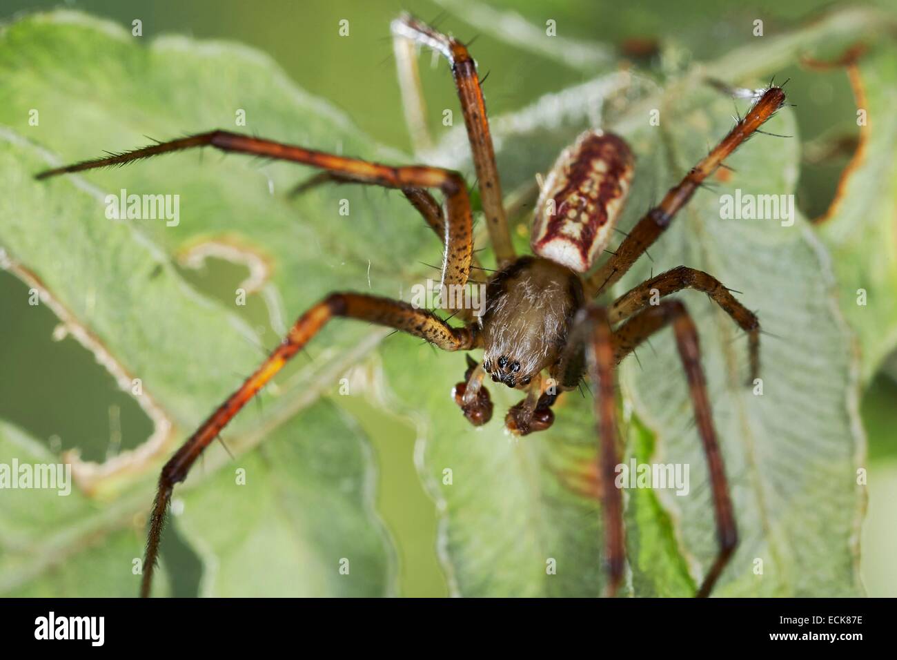 France, Araneae, Araneidae, Wasp spider (Argiope bruennichi), male Stock Photo