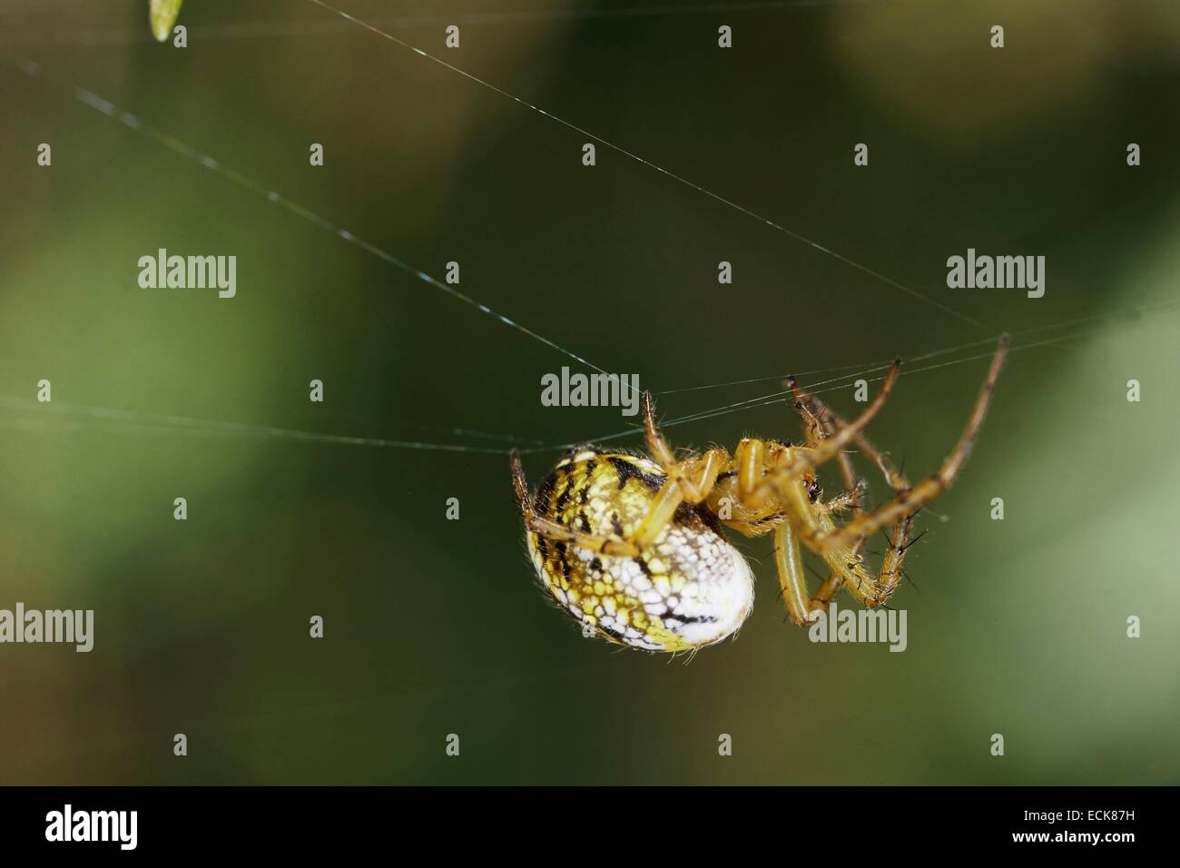 France, Araneae, Araneidae, Cricketbat orb weaver (Mangora acalypha