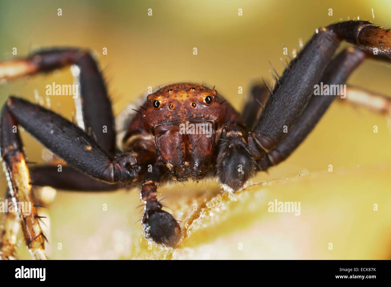 France, Araneae, Thomisidae, Crab Spider (Xysticus bifasciatus), portrait of male Stock Photo
