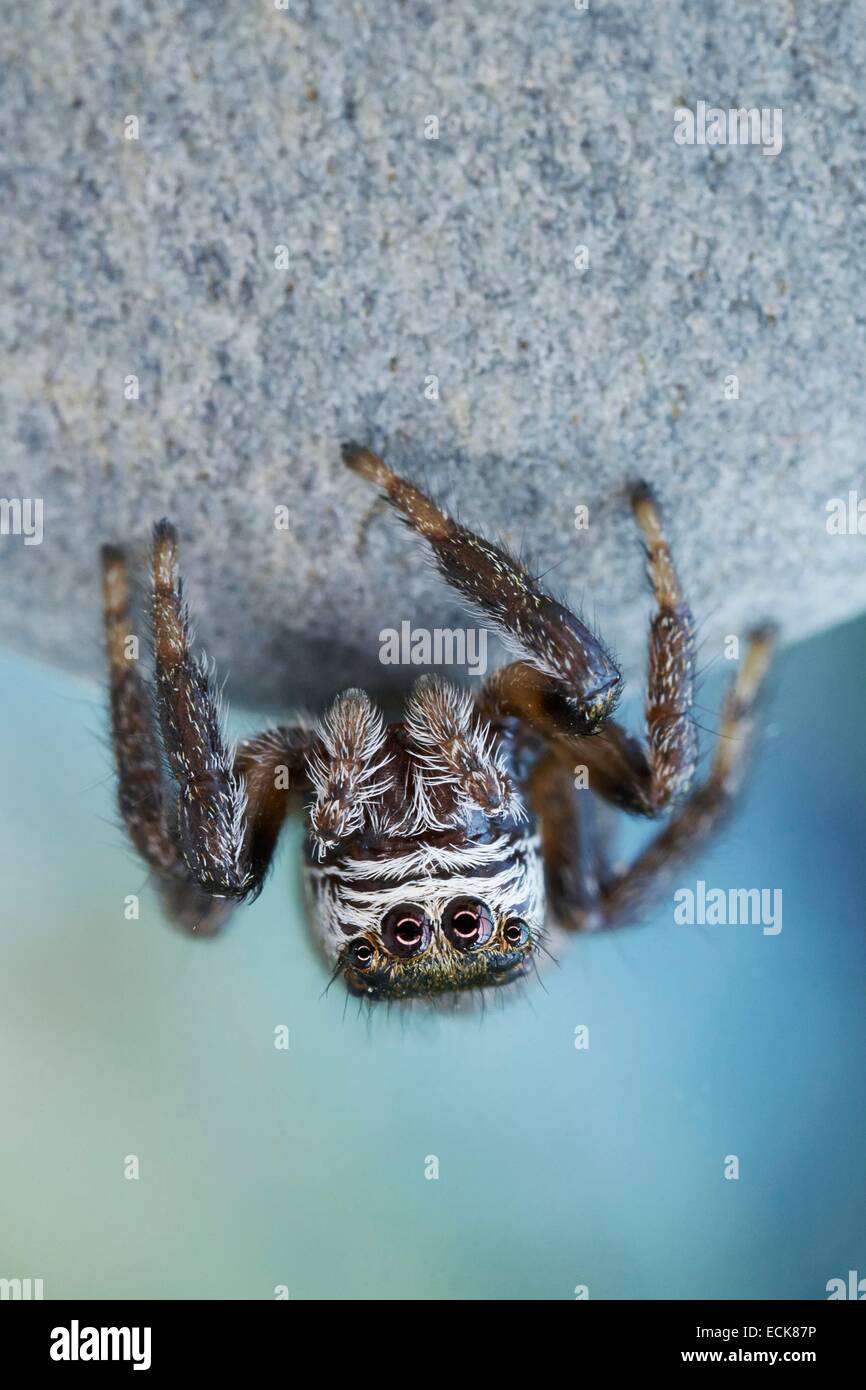 France, Araneae, Salticidae, Jumping spider (Evarcha arcuata), male Stock Photo
