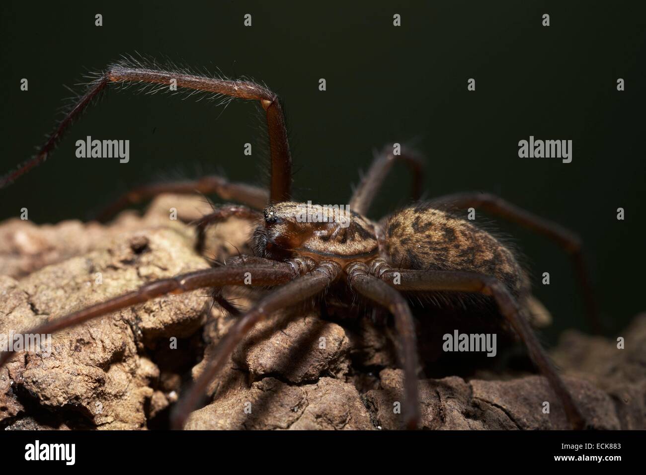 France, Araneae, Agelenidae, Dust Spider (Tegenaria atrica), female, 15 mm Stock Photo
