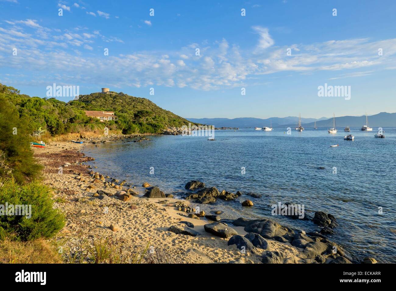 France, Corse-du-Sud, Belvedere-Campomoro, Campomoro genoese tower in the background Stock Photo