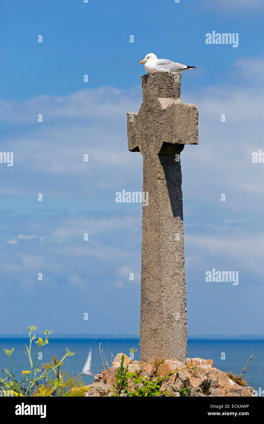 France, Morbihan, the Gulf of Morbihan, the Ponant islands, the island of Houat,granite cross and gull (Larus marinus) Stock Photo