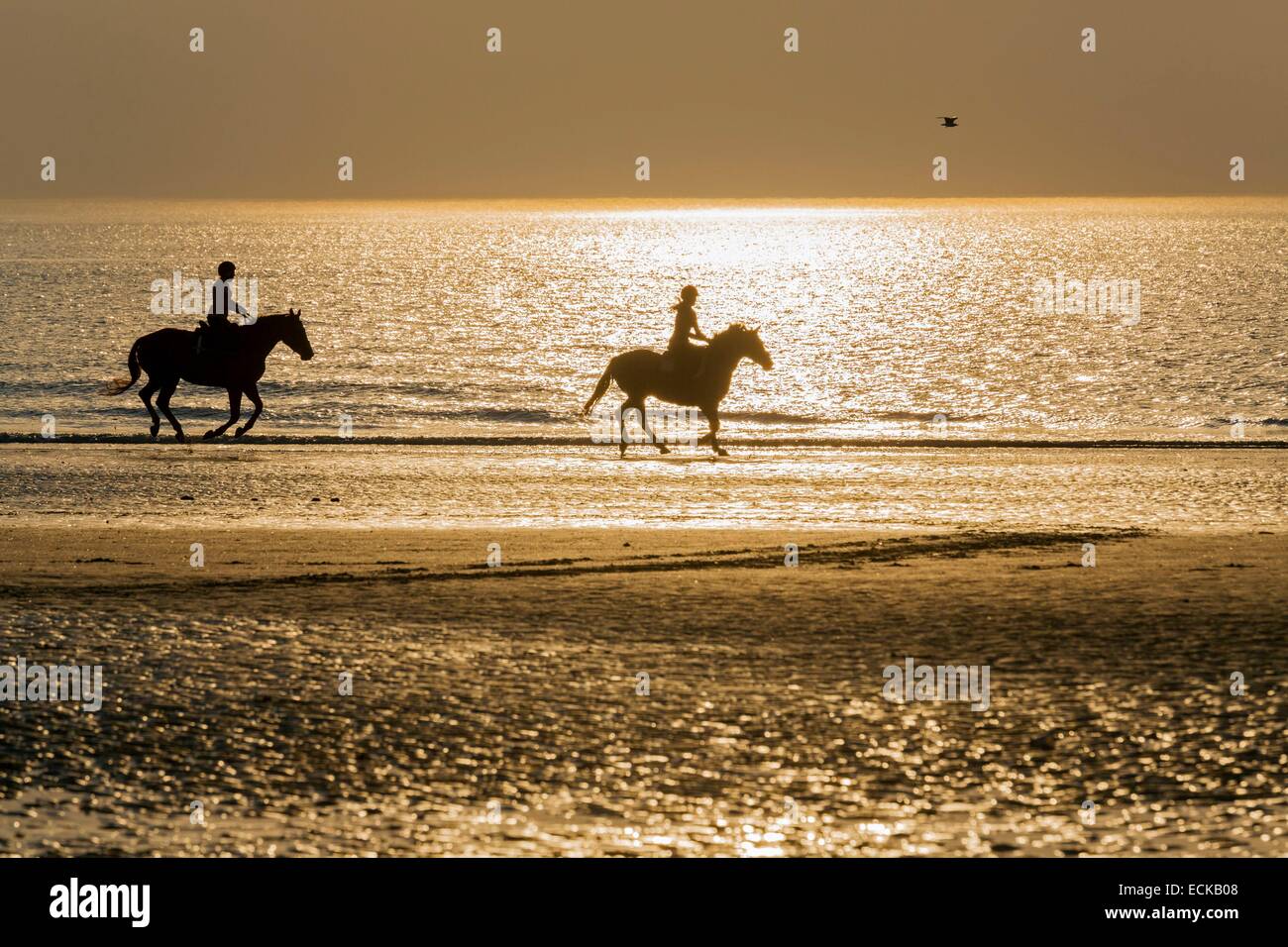 France, Calvados, Deauville, the beach, sunset, horseback riders Stock Photo