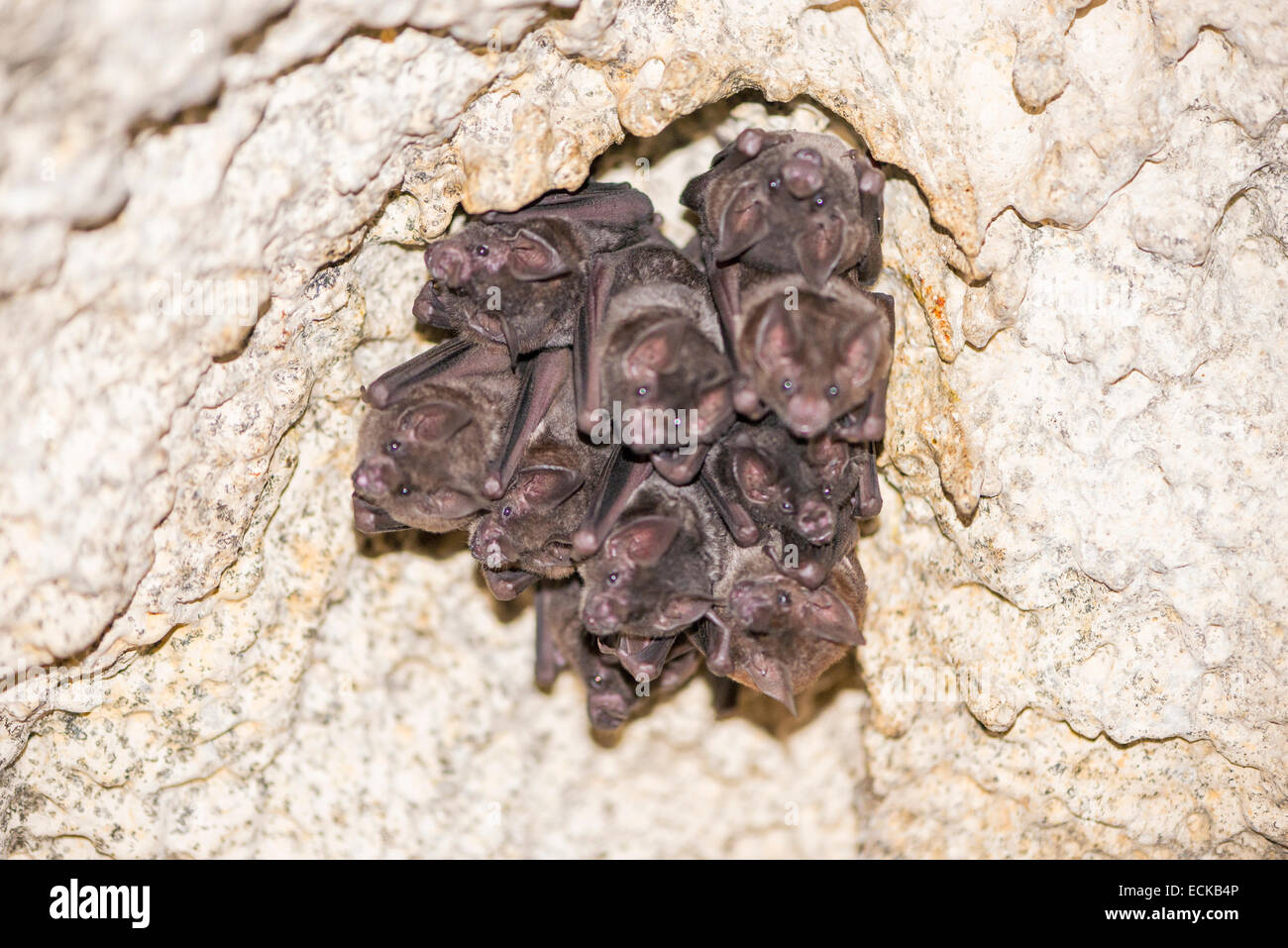 bats hanging above the cave Stock Photo