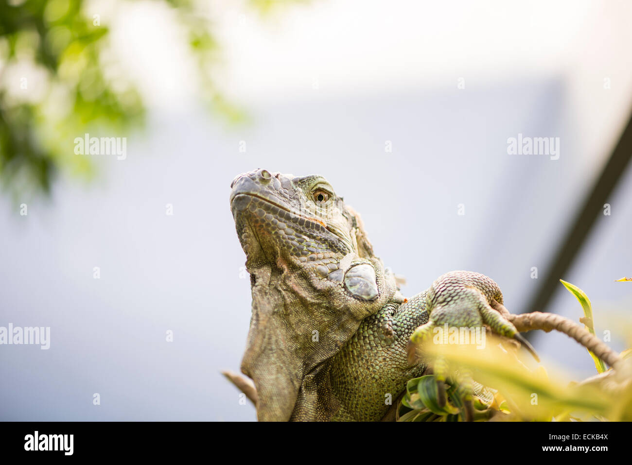 large iguana with spikes all over his body Stock Photo
