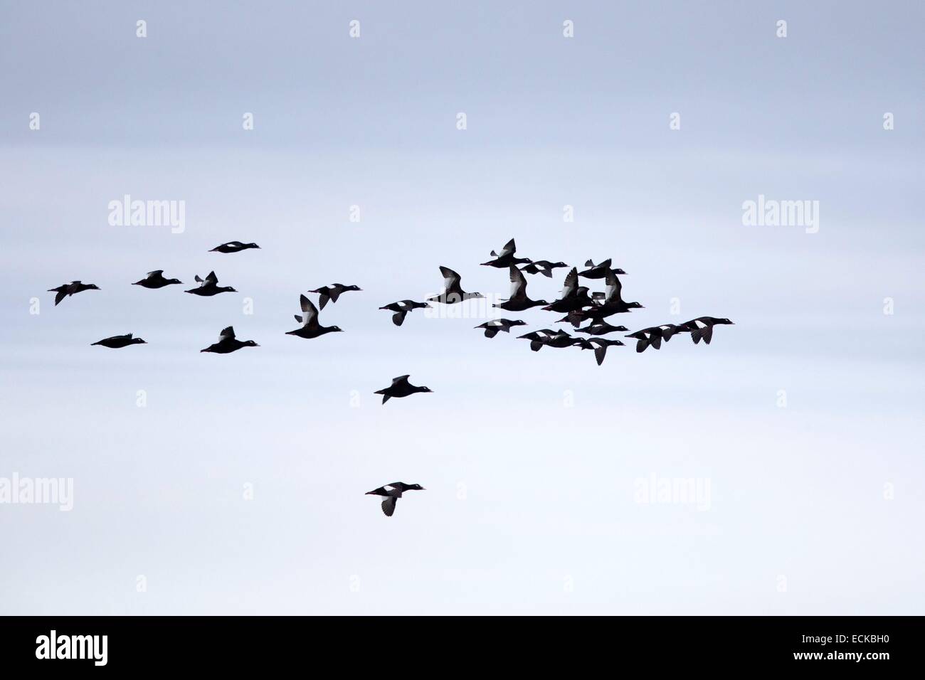 United States, Alaska, Arctic National Wildlife Refuge, Kaktovik