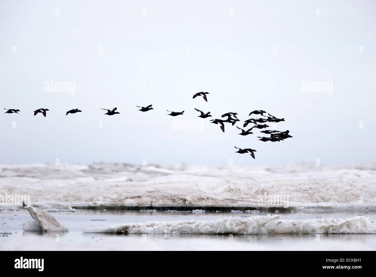 United States, Alaska, Arctic National Wildlife Refuge, Kaktovik