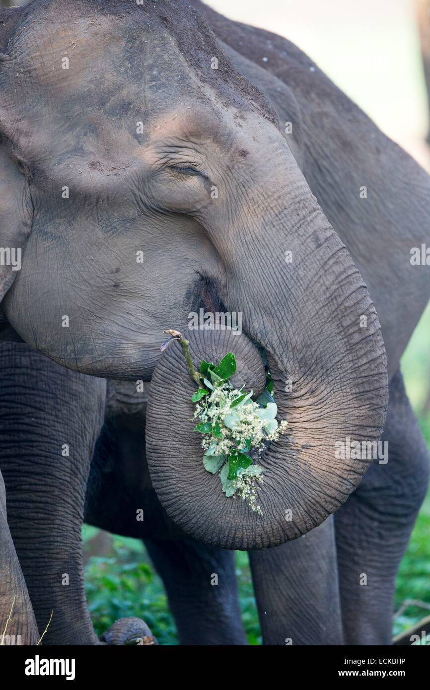 India, Karnataka state, Nagarhole national park, Tiger reserve of Kabini,  Asian or Asiatic elephant (Elephas maximus Stock Photo - Alamy