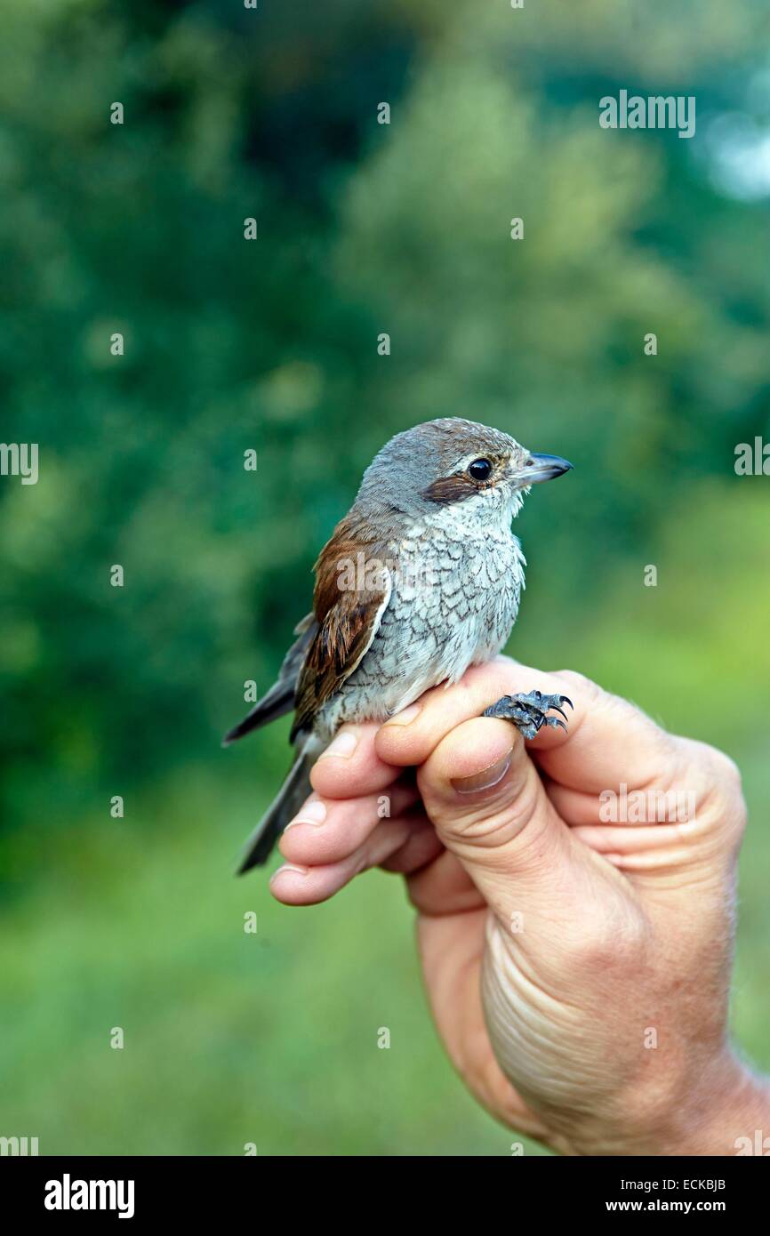 France, Bas Rhin, hunting preserve of Ile Erstein on the Rhine River banks,  ringing the birds with nylon nets for the program STOC (Progamm which study  common birds), Red-backed shrike (Lanius collurio),