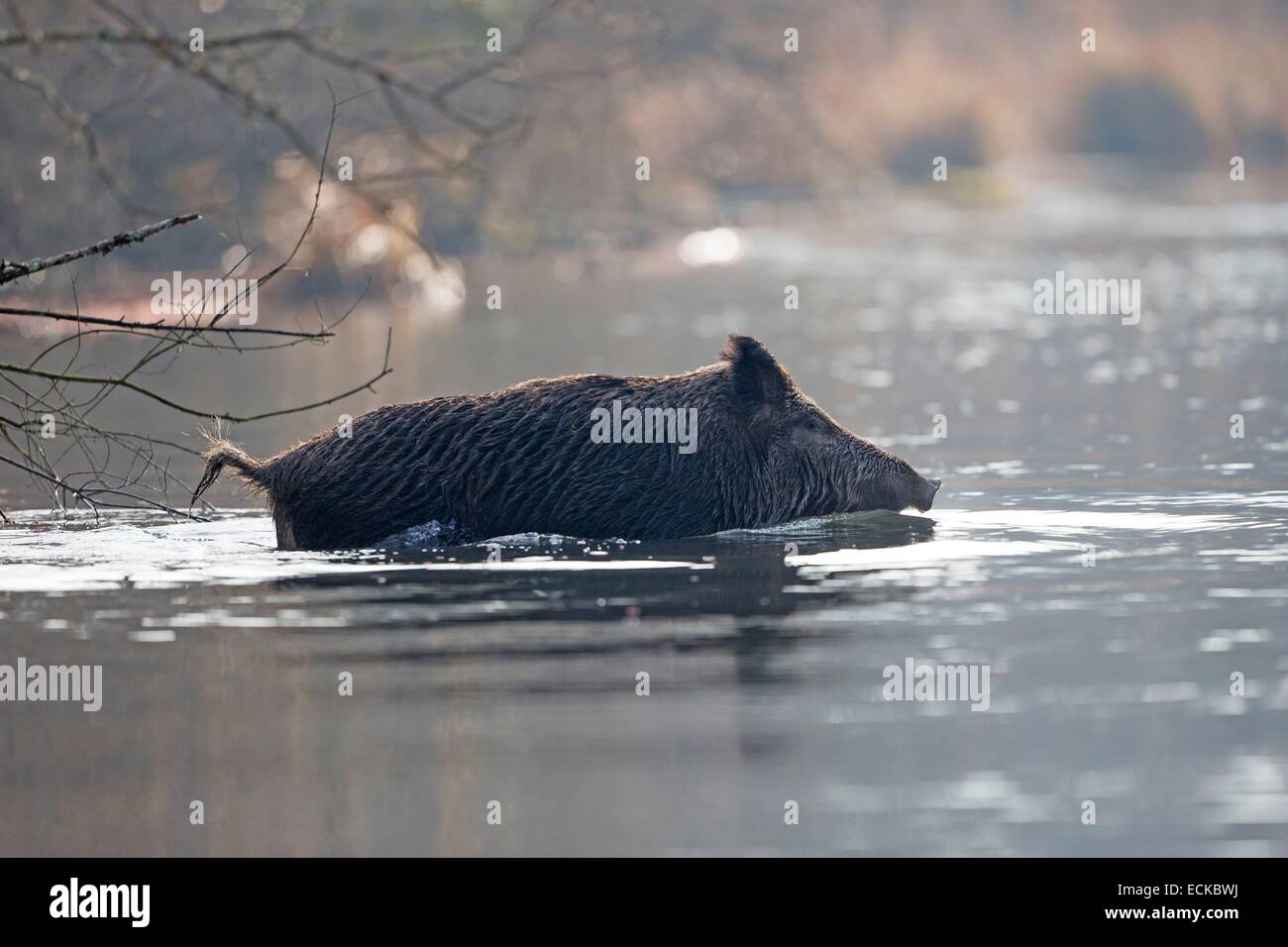 France, Alsace, Rhine forest, Wild Boar (Sus scrofa), swim across an arm of water Stock Photo