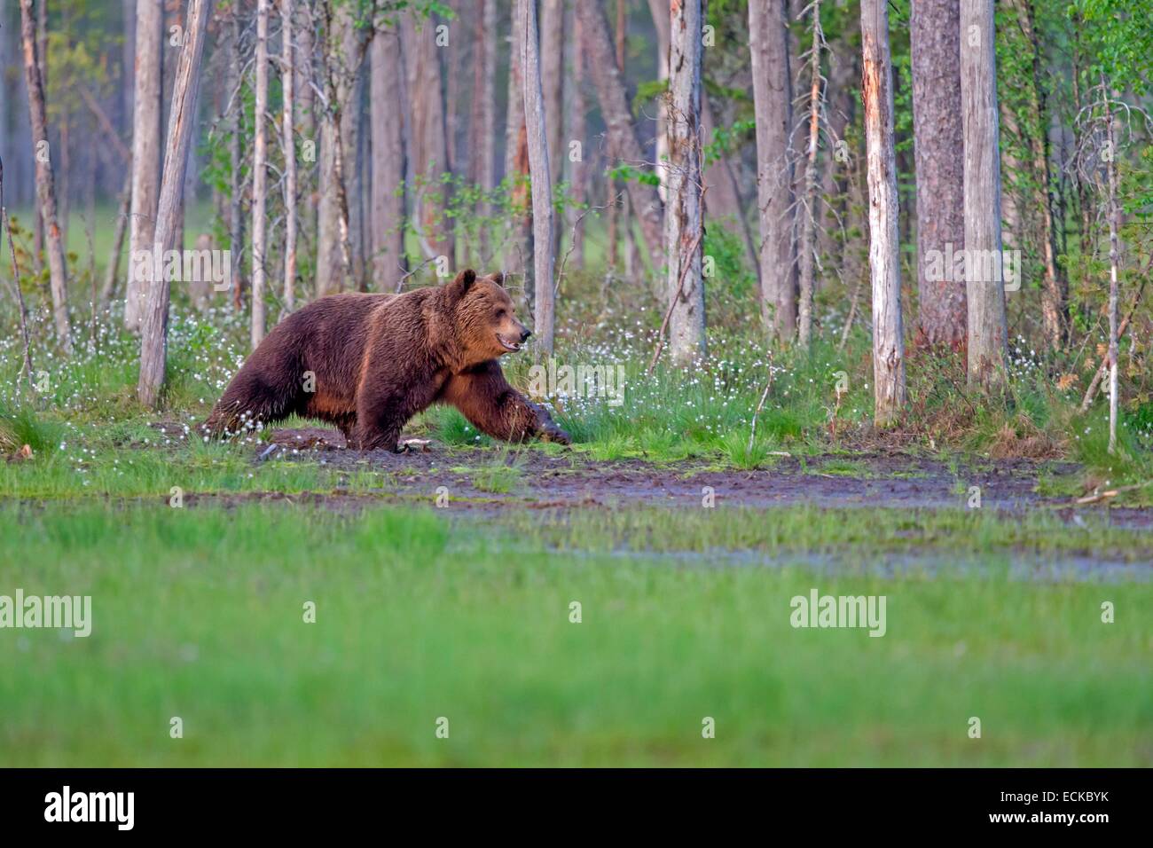 Finland, Kuhmo area, Kajaani, Brown bear (Ursus arctos) Stock Photo