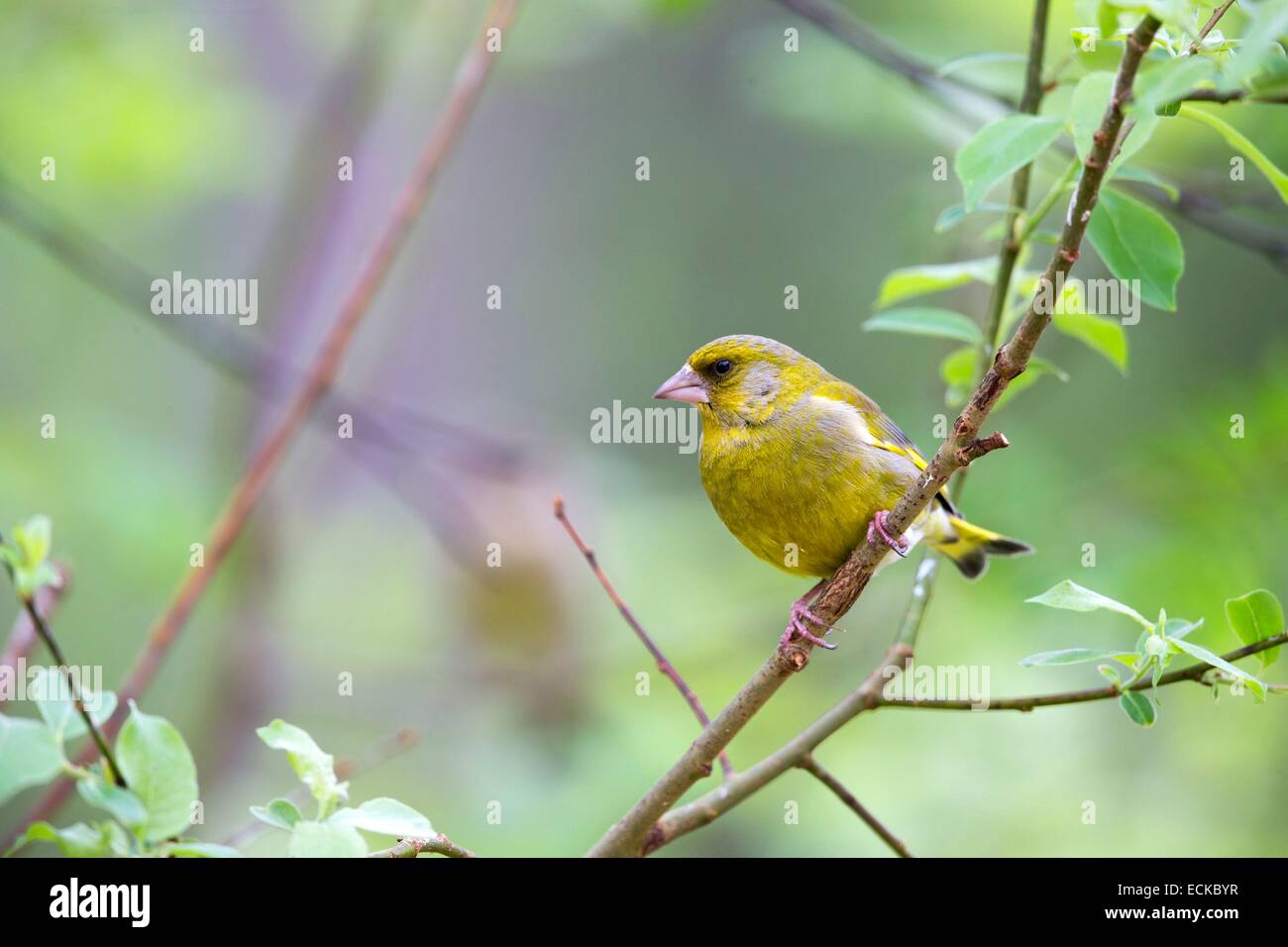 Finland, Kuhmo area, Kajaani, European Greenfinch, or just Greenfinch (Chloris chloris previous Carduelis chloris), adult male Stock Photo