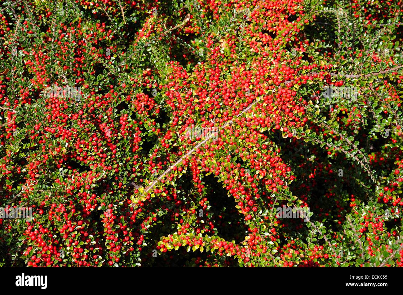 Cotoneaster berries growing on a plant in the early Autumn Stock Photo