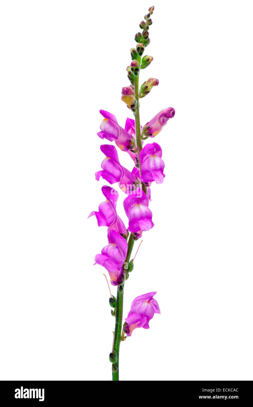 closeup of some violet snapdragon flowers on a white background Stock Photo