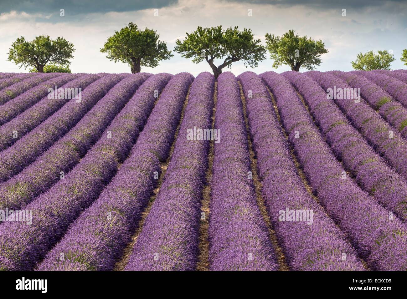 France, Alpes de Haute Provence, Parc Naturel Regional du Verdon