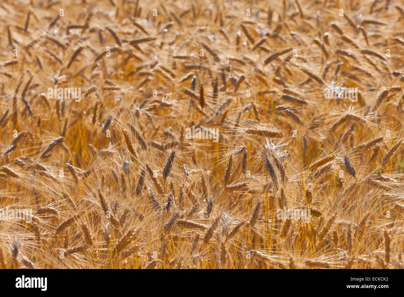 France, Vaucluse, Luberon, Lagarde d'Apt, wheatfields Stock Photo
