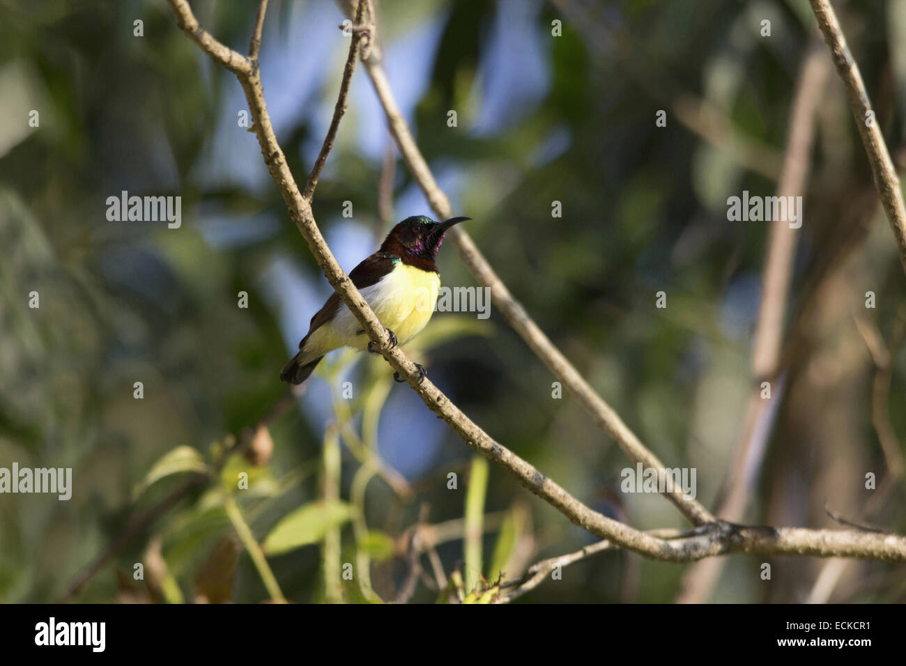 The purple-rumped sunbird (Leptocoma zeylonica) is a sunbird endemic to the Indian Subcontinent. Stock Photo