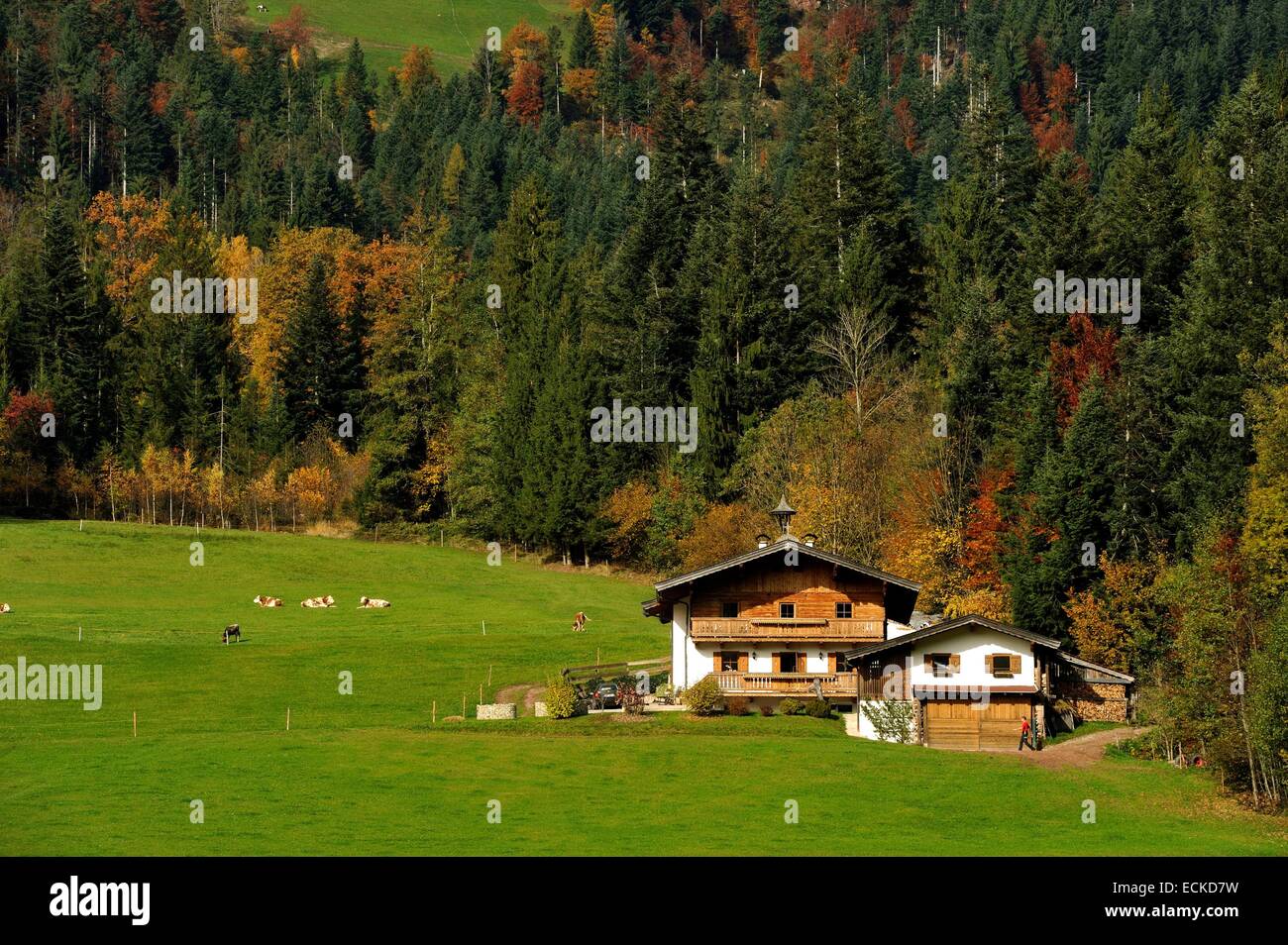 Austria, Tyrol, Alpbach, Alpine scenery and cottage Stock Photo