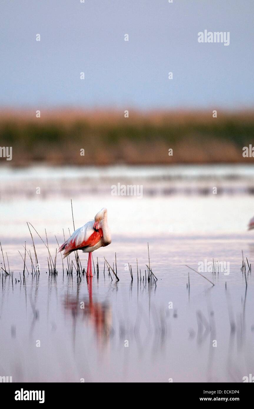 France, Camargue, Great Flamingo (Phoenicopterus roseus), toilet Stock  Photo - Alamy