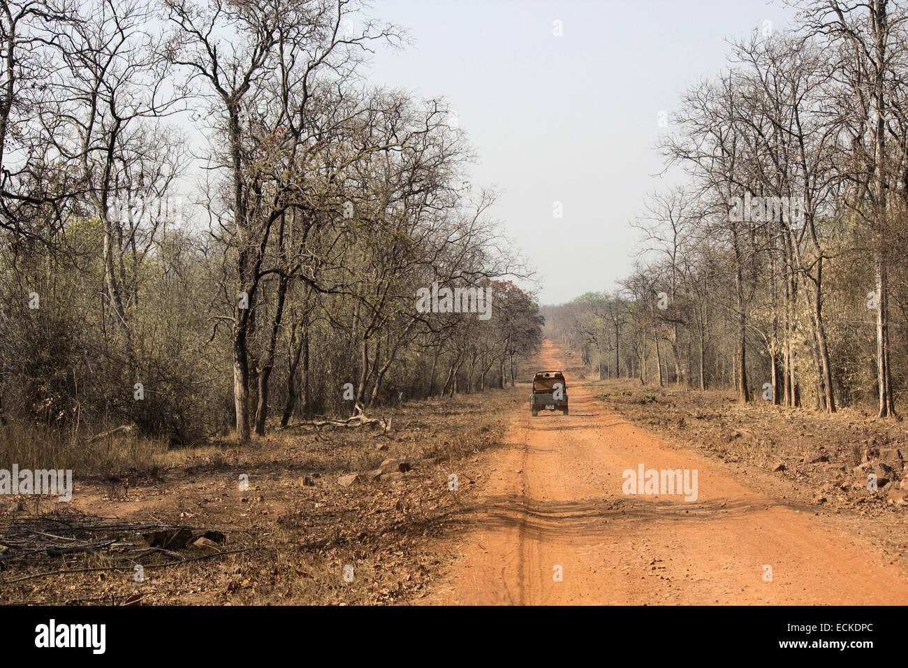 Tadoba National Park High Resolution Stock Photography And Images Alamy