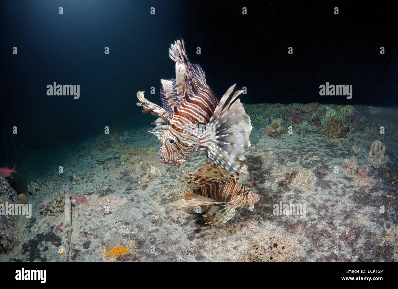 Two Red lionfish (Pterois volitans) on the shipwreck SS Thistlegorm (British armed Merchant Navy ship) Night diving, Red Sea, Eg Stock Photo