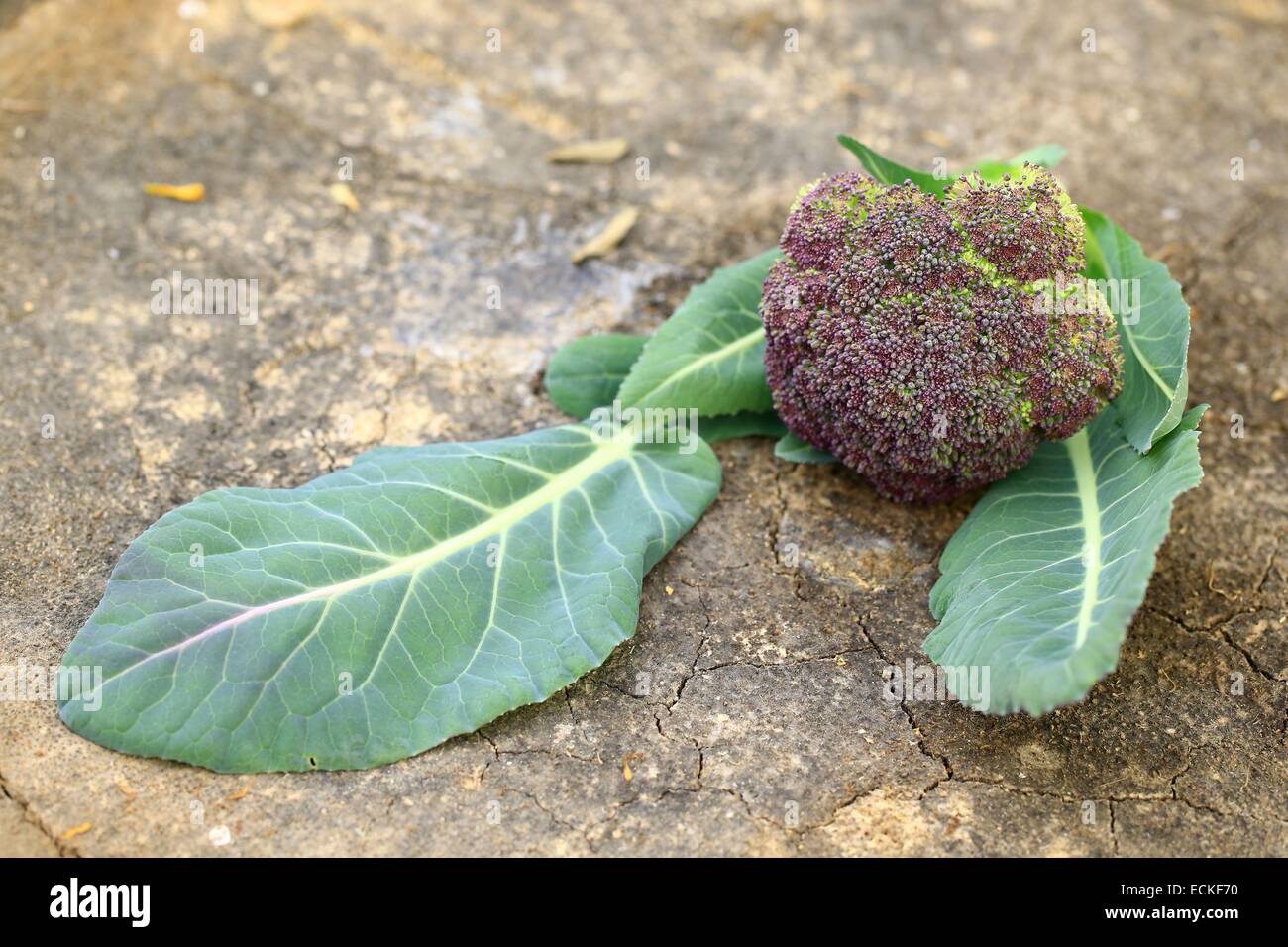 France, Alpes Maritimes, Nice, Le Potager of Saquier, organic, purple broccoli Stock Photo