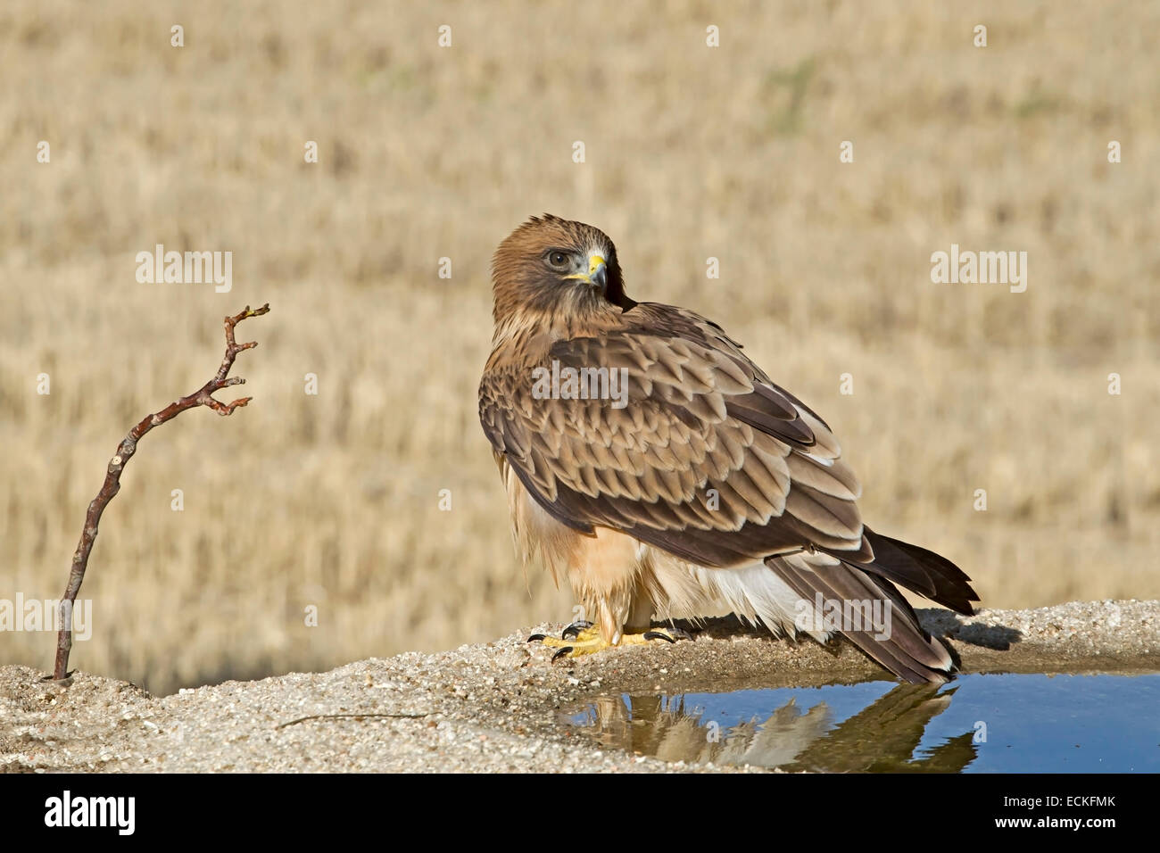 The Booted Eagle Stock Photo - Download Image Now - Harpy Eagle