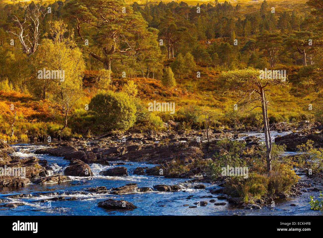 United Kingdom, Scotland, Wester Ross, Glen Torridon, salmon river through a wild heath Stock Photo