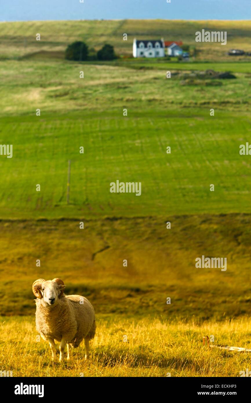 United Kingdom, Scotland, Isle of Skye, Totscore, vertica landscape, lonely ram in a field in autumn Stock Photo