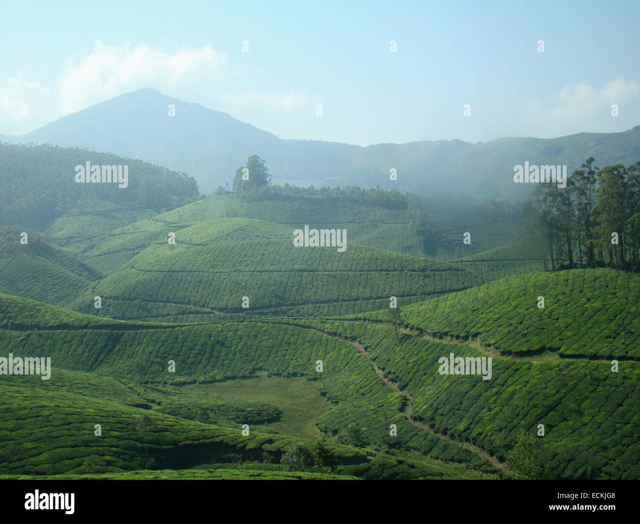 Tata Tea, Tea Gardens, Munnar is an attractive destination with the
