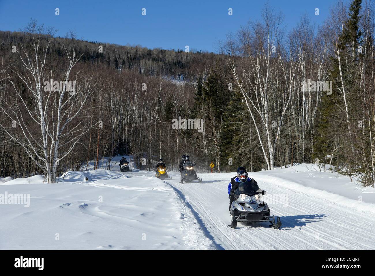 Canada, Quebec province, region of Charlevoix, Baie Saint Paul, column of snowmobiles in single file on a track marked out in the middle of a forest Stock Photo