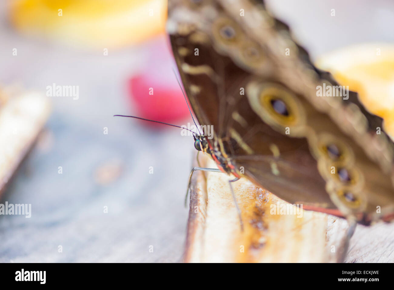 morpho butterfly, morpho peleides eating nectar Stock Photo