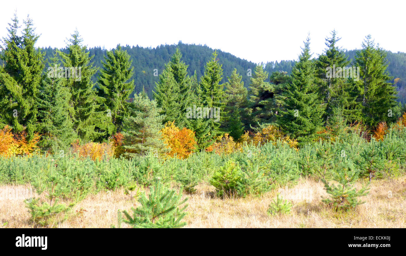Pine forest landscape mountain hi-res stock photography and images - Alamy