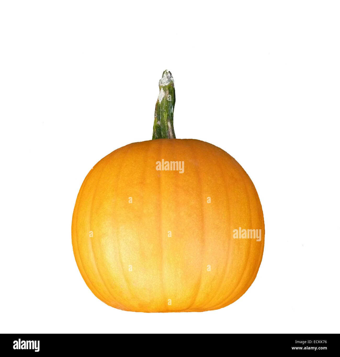 Pumpkin isolated on white background Stock Photo - Alamy