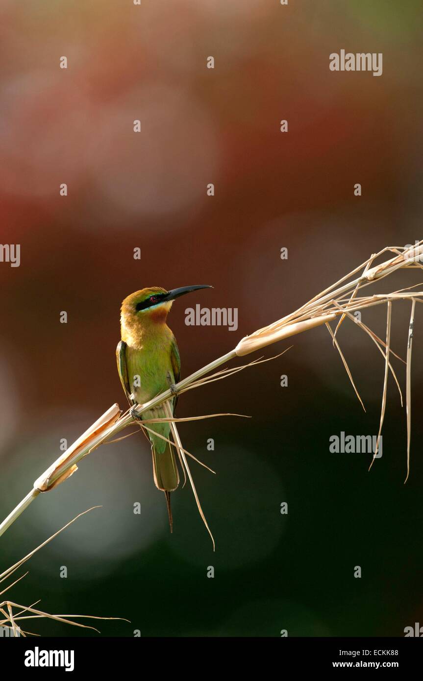 Thailand, Blue-tailed bee-eater (Merops philippinus Stock Photo - Alamy