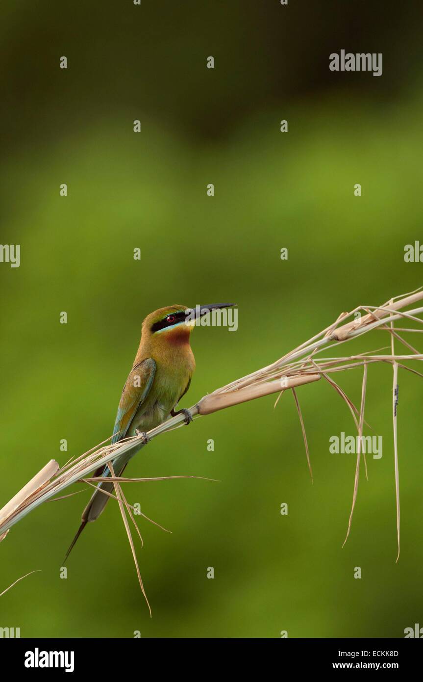 Thailand, Blue-tailed bee-eater (Merops philippinus) Stock Photo