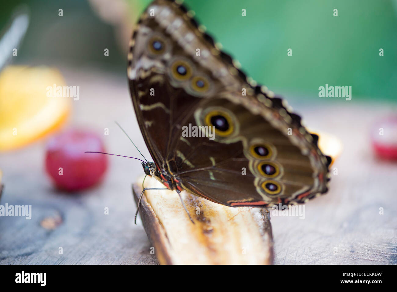 morpho butterfly, morpho peleides eating nectar Stock Photo