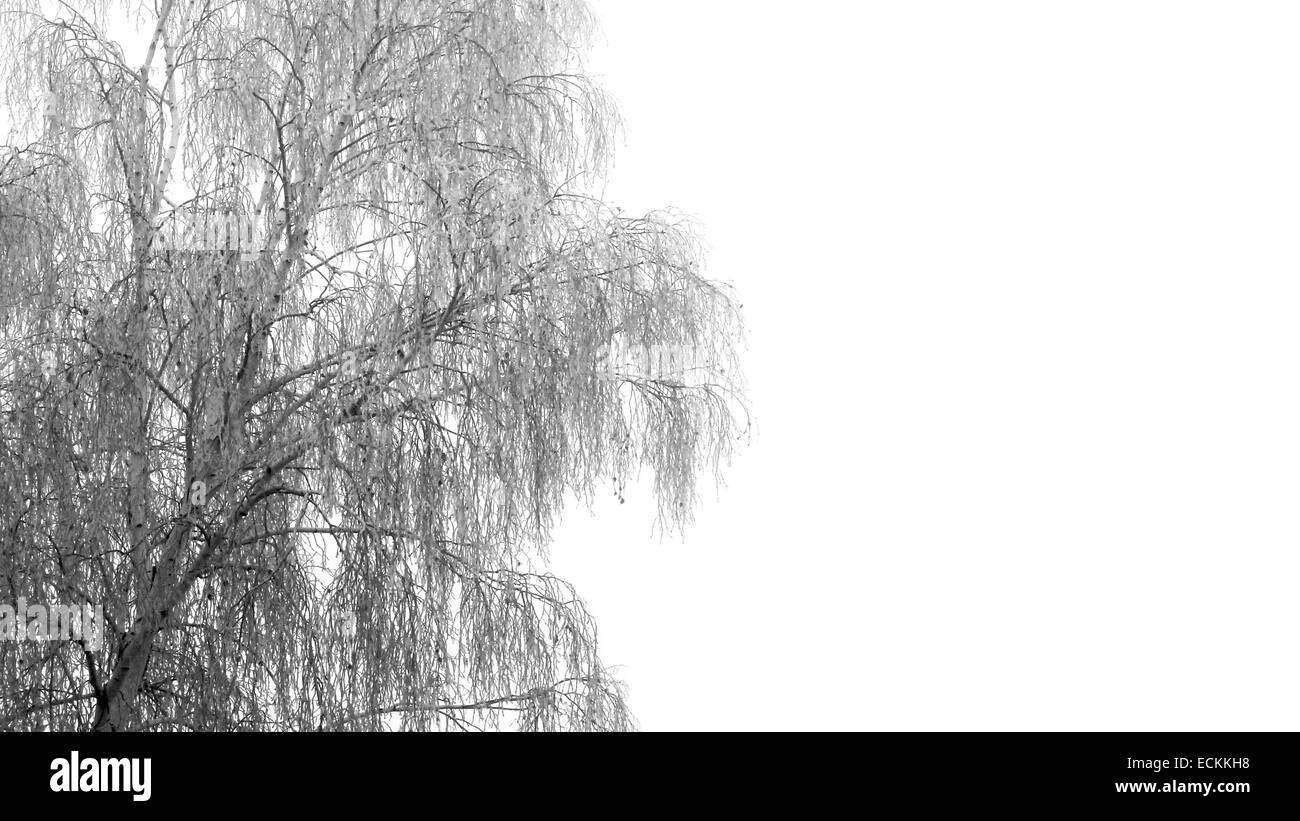 Frosted willow tree Stock Photo