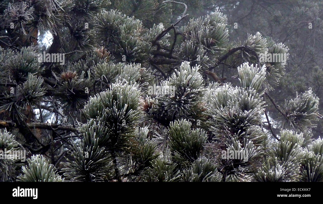 Frosted pine tree branch Stock Photo - Alamy