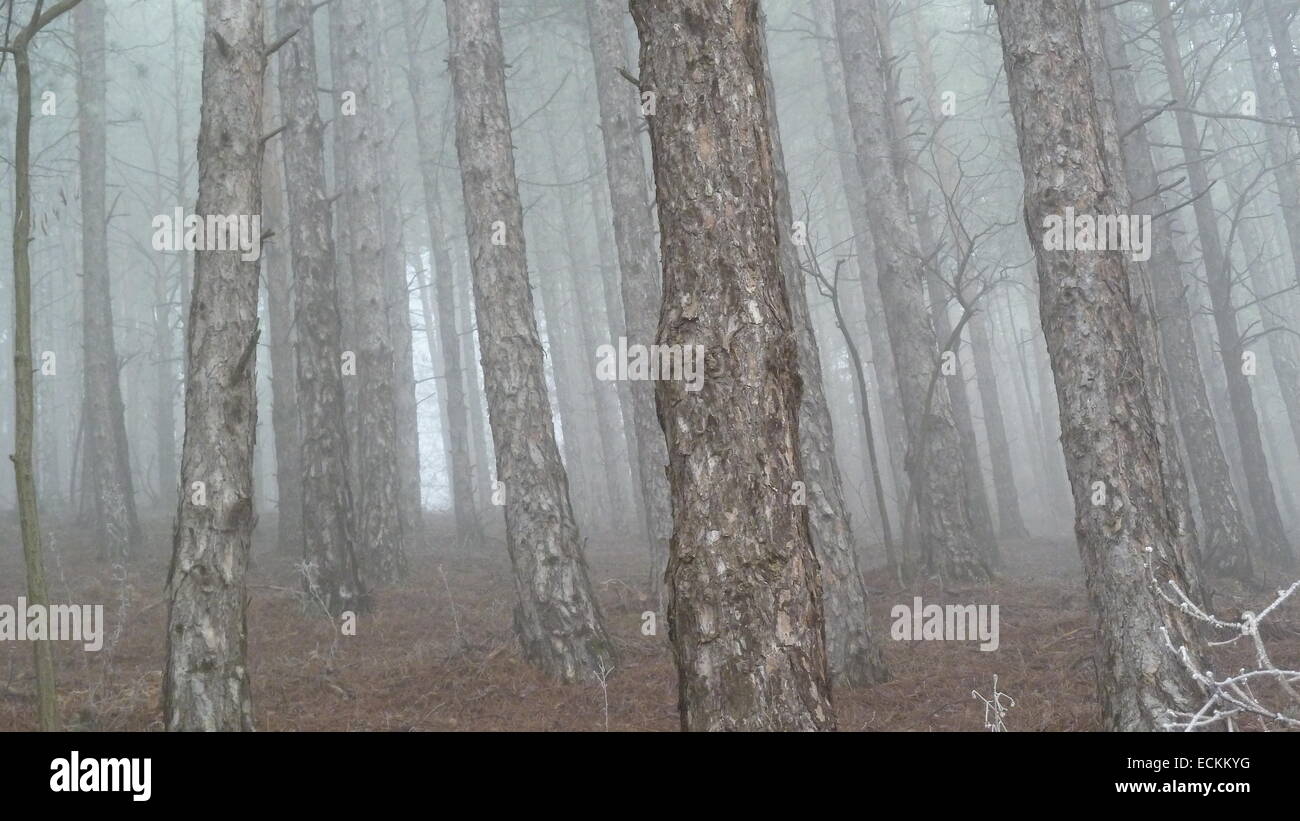 Spooky pine tree hi-res stock photography and images - Alamy