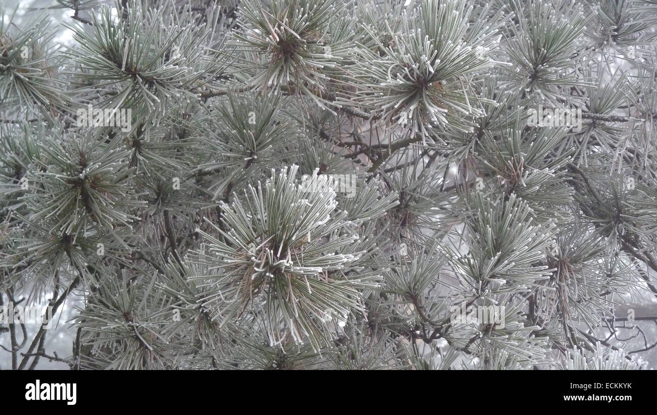 Frosted pine tree branch Stock Photo - Alamy