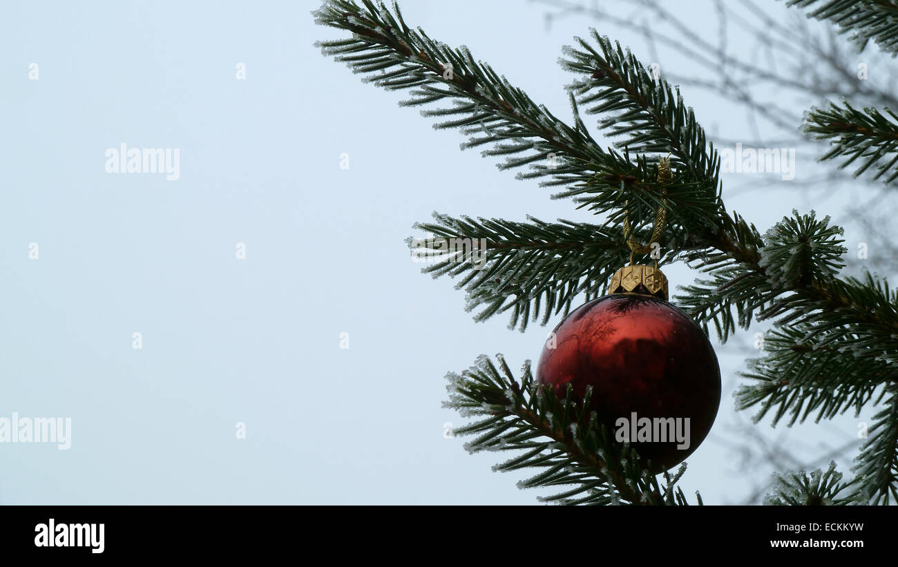 Frosted pine tree hires stock photography and images Alamy