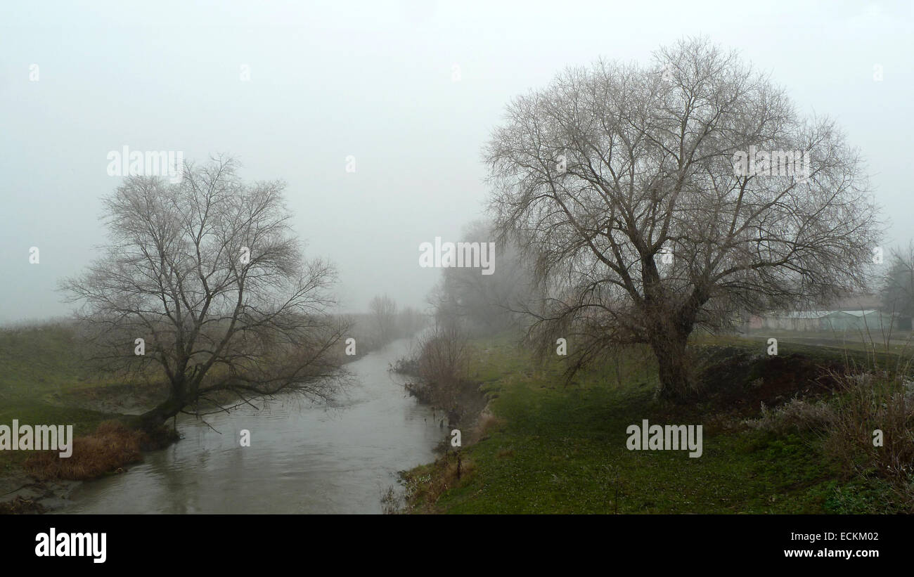 Trees by the river on a foggy day Stock Photo - Alamy