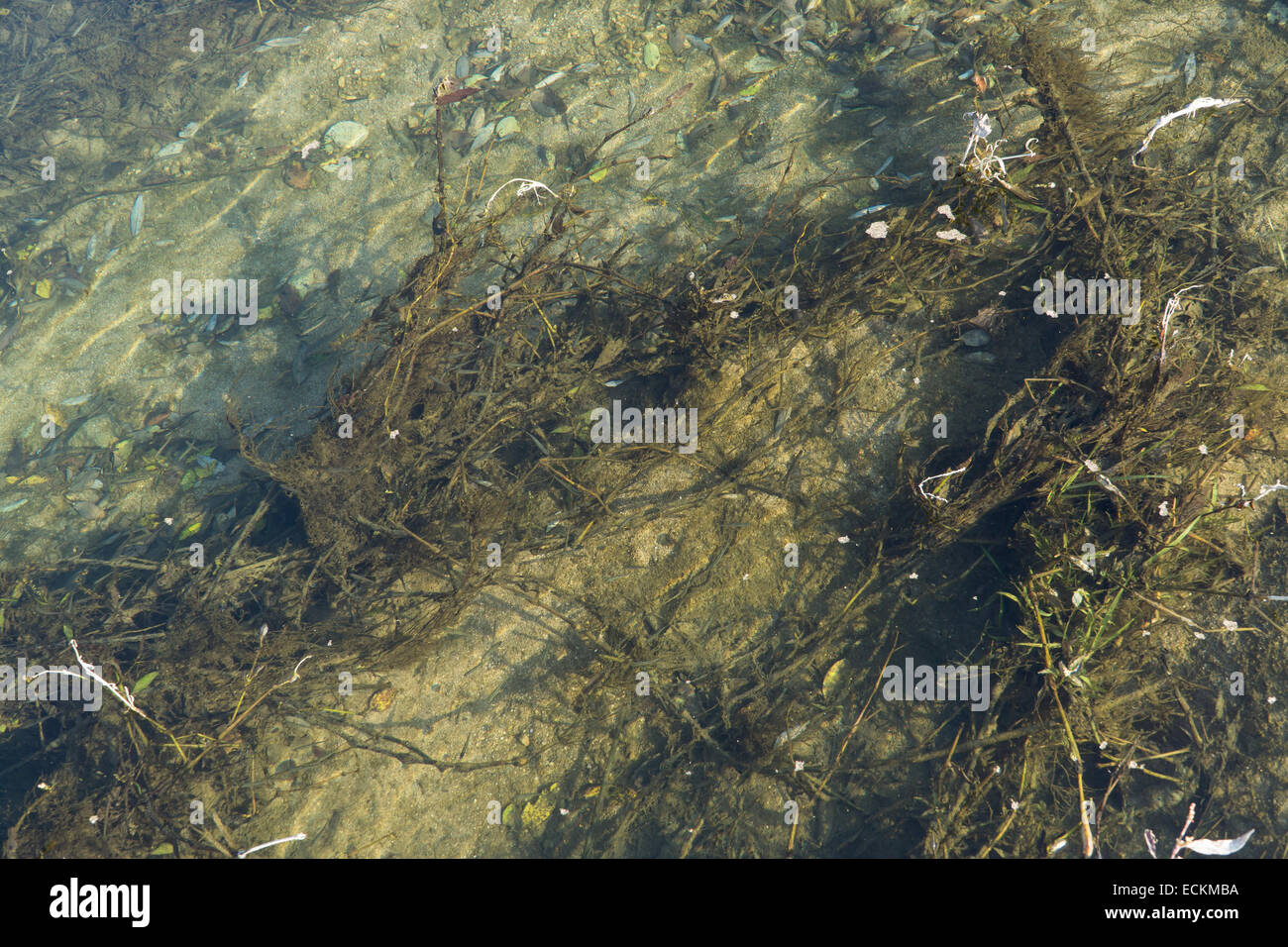 closeup of polluted water in a stream Stock Photo