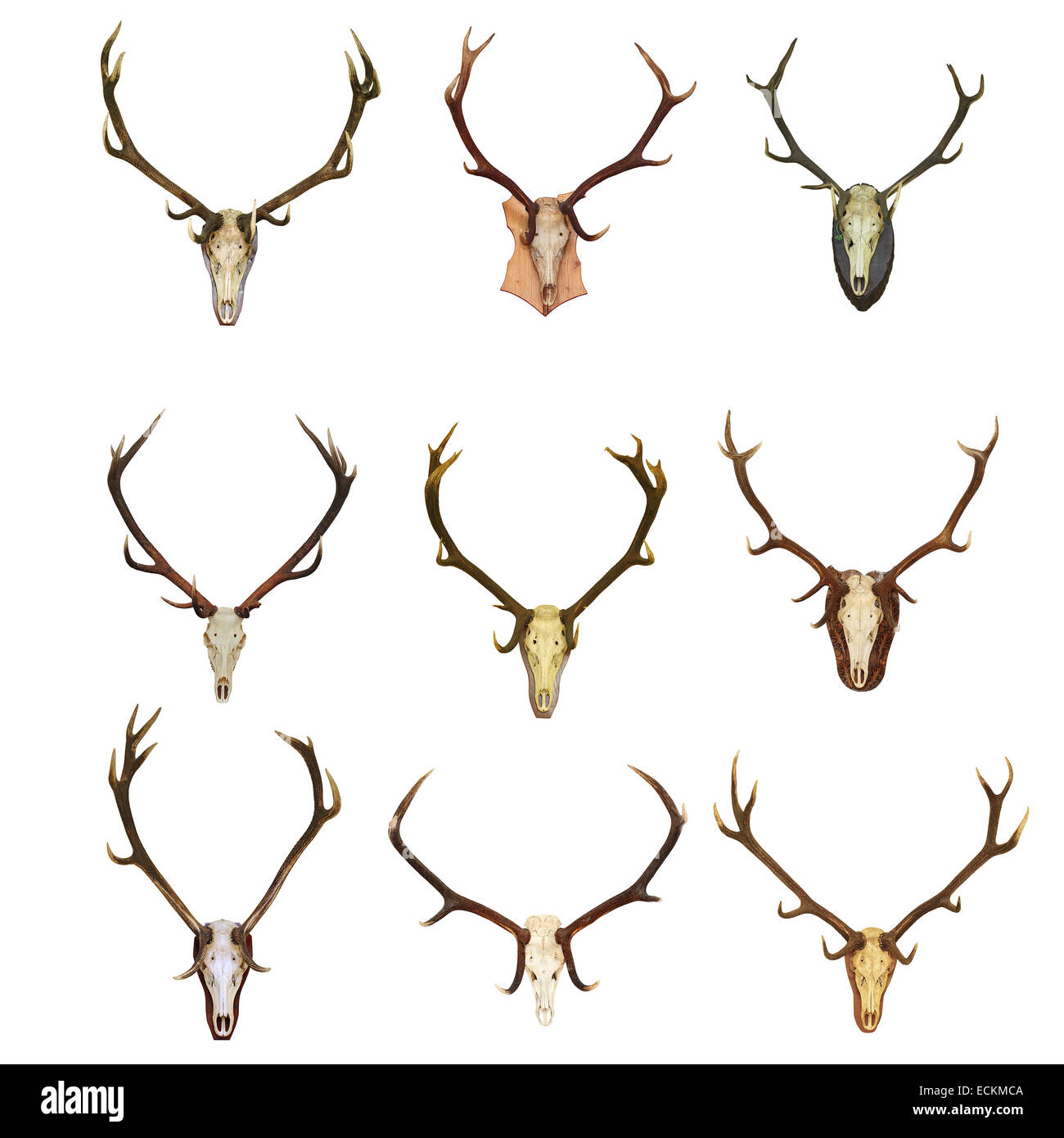 collection-of-red-deer-hunting-trophies-cervus-elaphus-beautiful
