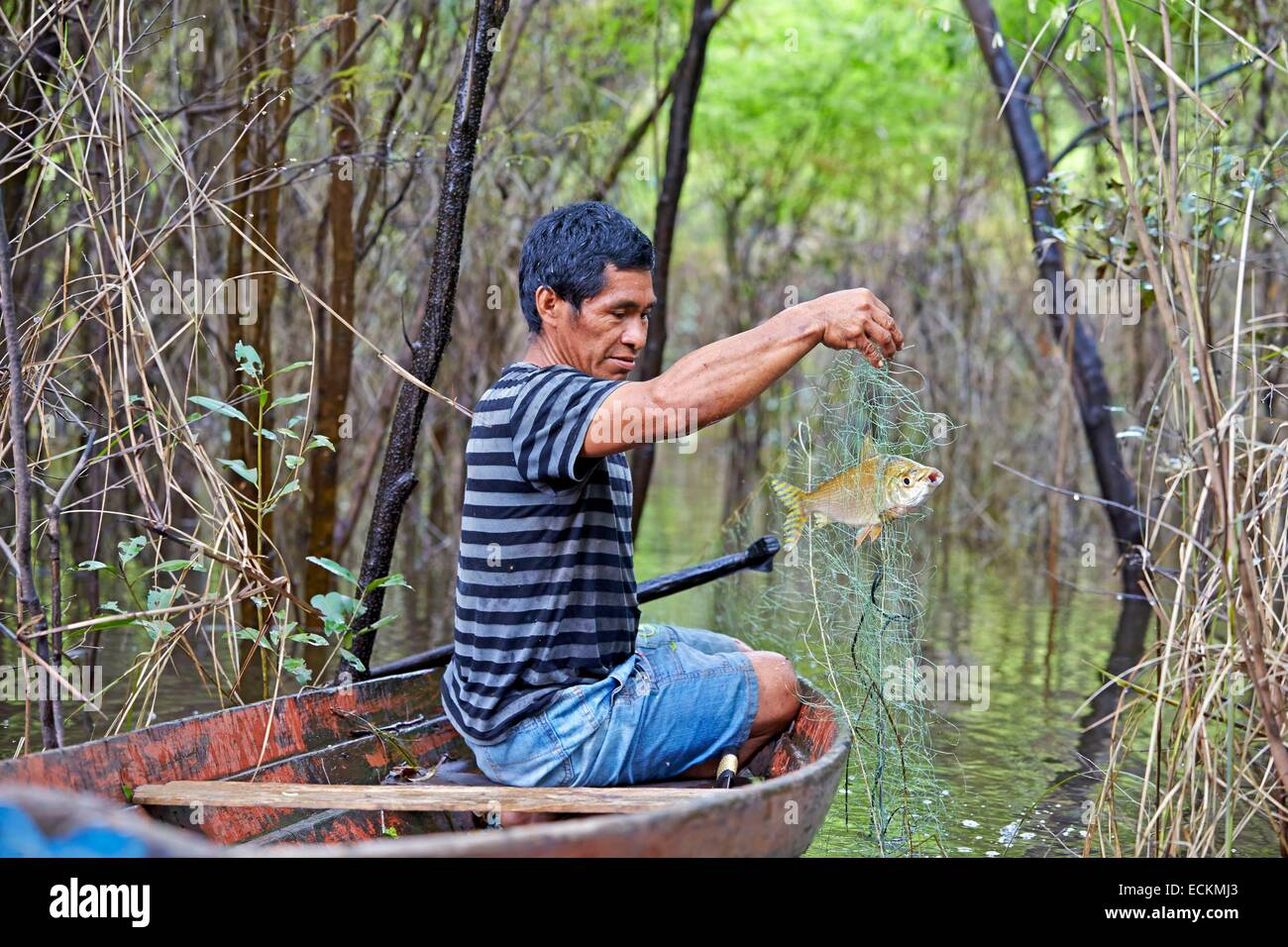Brazil, Amazonas state, Amazon river basin, Indian of the Apurina tribe, fisherman looking at the fishnet, catching a Jaraqui (Semaprochilodus insignis) Stock Photo